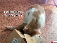 猫に不可能はニャイ！小さなダンボールの中になんとか入ろうとする猫