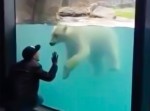 【ほっこり動画】青年の動きをマネするホッキョクグマが可愛い。