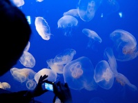 新江ノ島水族館はクラゲの飼育で有名（Matsukinさん撮影、Flickrより）