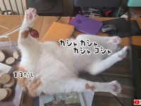 こんなもんこうしてやるぅ！猫の斬新な攻撃でパソコン作業の中断せざるを得ない飼い主
