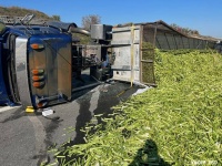 高速道路はセロリに占拠された。トラックの横転事故で大量散乱