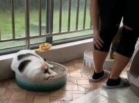 猫の複雑な愛情表現。「そいつにかまうな私をかまえ」のジェスチャー編