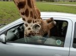 キリンが車の窓に頭を突っ込む　→びっくりして窓を閉めようとしたら…