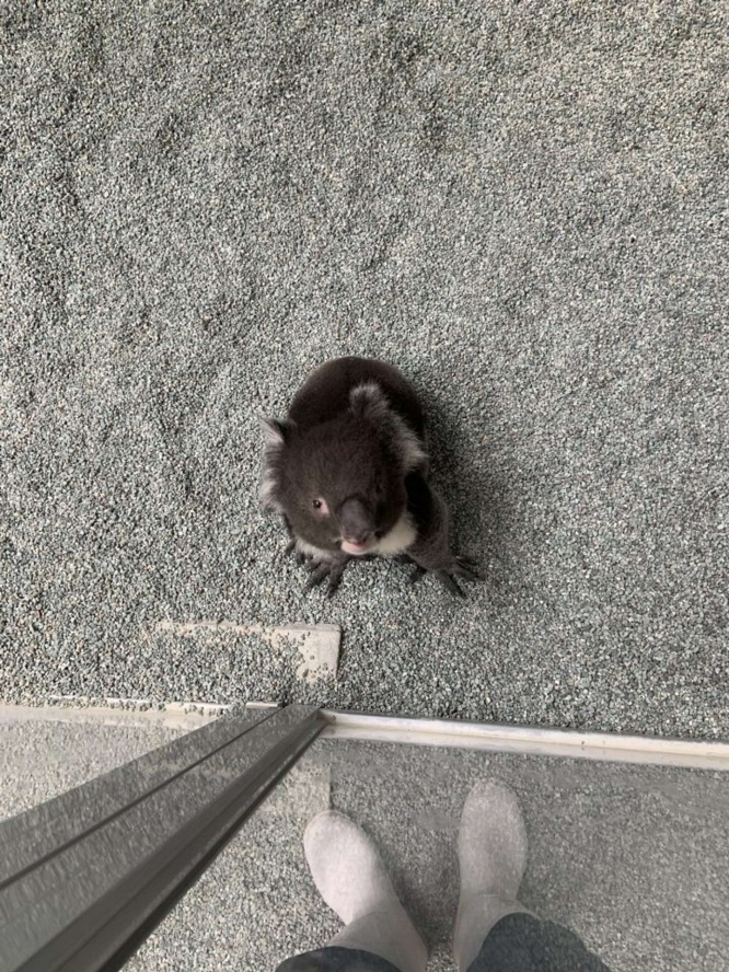 別の日にもやっていました(画像は淡路ファームパーク イングランドの丘@englandhill_zooのツイートより)