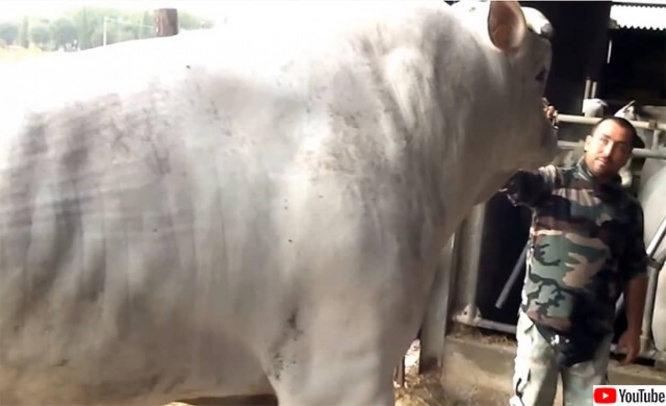 世界で最も大きく、最も古いイタリアの白い牛「キアニーナ」