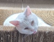 白目をむいて舌出して...　険しいお顔の猫ちゃんの「ホントのきもち」が愛おしすぎて3.8万人もん絶