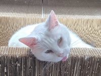 白目をむいて舌出して...　険しいお顔の猫ちゃんの「ホントのきもち」が愛おしすぎて3.8万人もん絶