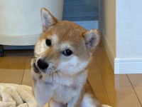 アイドルの愛嬌ポーズ！？上目遣いでこちらを見るワンちゃんの写真が話題