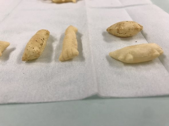 横から撮影