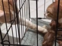 これぞ猫界のイクメン！パートナーと子猫たちの傍を片時も離れずに、献身的に見守る猫パパが誕生した