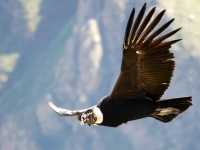 翼を広げると3m！世界最大級の空を飛ぶ鳥「アンデスコンドル」の巨大さにズームイン！