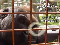 小さき命も大事にする。ゴリラのリーダー、マジかっこいいっす！