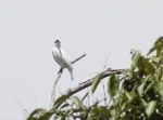 ブザーみたい！？　世界一鳴き声がうるさいスズドリ。