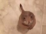 パチパチパチ！手を叩いて食べ物をおねだりする小動物の姿がかわいい