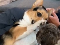 犬ってやっぱりやさしいや。コーギー犬の見せたなでなで