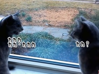 猫の言語学。カカカで会話する2匹の猫