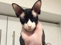 その名もダークロード！お座りが上手すぎるスフィンクス猫が人気沸騰中