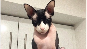 その名もダークロード！お座りが上手すぎるスフィンクス猫が人気沸騰中