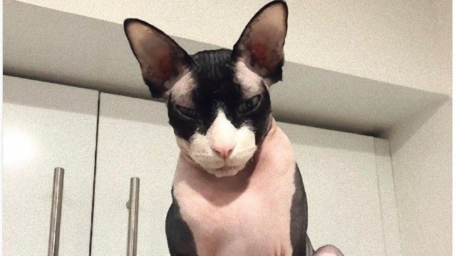 その名もダークロード！お座りが上手すぎるスフィンクス猫が人気沸騰中