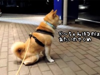 バス停でおかあちゃんの帰りをじっと待つ守護天使柴犬