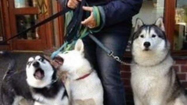 静止とかしてられないんだわ。動物たちの兄弟写真に個性がたっぷり出てた。