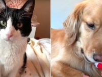 猫と犬の間にも「そのボールちょうだい！」などとオモチャを巡るあれこれな葛藤があるらしい