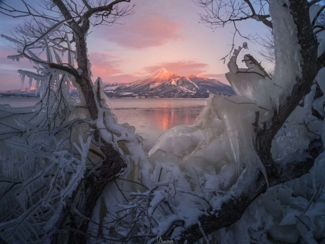 樹木に氷が...！（画像はnana（＠nana082282）さんのツイートより）