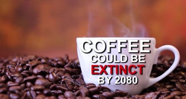 コーヒーが2080年までに姿を消す可能性が浮上！？
