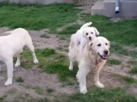 ここに乗るのが好きなんやから～。ゴールデン・レトリバーを乗りこなす犬の子