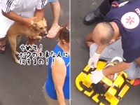飼い主が救急車で搬送される瞬間。こらえきれなくなった愛犬が飼い主に駆け寄りその体を必死に守ろうとする