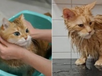 春になったし心機一転、お風呂に入ってさっぱりしよう！愛猫たちのクリーニング大作戦