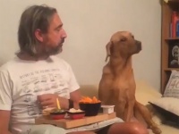 見てないっすよ！飼い主が食べているのをじっと見ていた犬だが、飼い主に見られると？