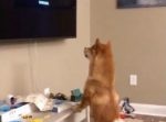 「なんだあれは…？」テレビの画面上で動くロゴに興味津々な犬がかわいい！