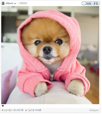 今年インスタグラムで話題になった可愛いワンコたち