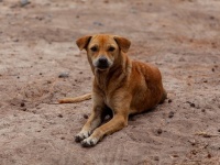フードデリバリーのアプリで野良犬に食べ物を配達する男性。それにはこんな事情があった（インド）