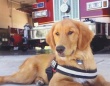 セラピー犬として消防署で働くゴールデン・レトリバーが、緊急事態にも見事に対応