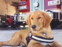 セラピー犬として消防署で働くゴールデン・レトリバーが、緊急事態にも見事に対応