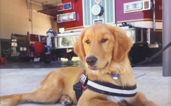 セラピー犬として消防署で働くゴールデン・レトリバーが、緊急事態にも見事に対応