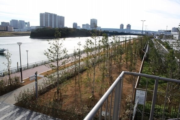 新市場の周囲には「豊洲ぐるり公園」が整備される