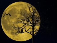 夜は枝の先端を下げて眠る。世界で初めて眠る木々の姿を観察（ハンガリー研究）