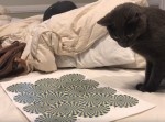 猫に錯視画像を見せたらどうなる？