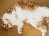 ギャップにキュンっ！　「ネコっぽい」と思う男性の恋愛行動TOP10