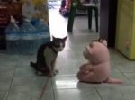 爆笑！　猫が気に入らないぬいぐるみに超速プロレス技を食らわせる！