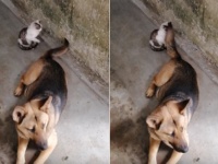 高性能なねこじゃらし？それとも自動ビンタマシーン？犬の尻尾に翻弄される猫