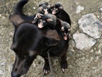孤児となったオポッサムの赤ちゃんたちを背中で育てる犬（ブラジル）