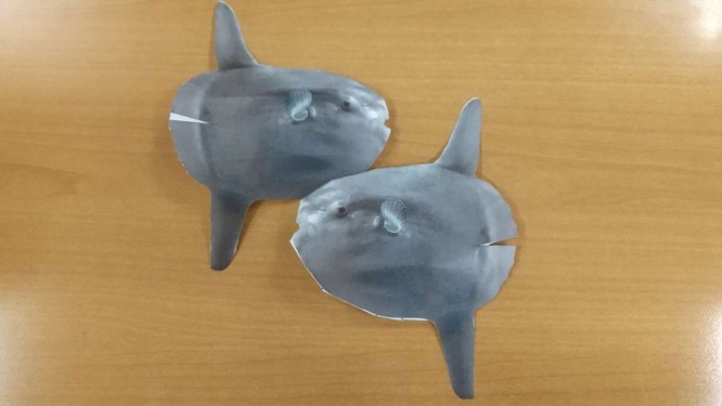 切り抜いたマンボウ（画像は編集部撮影）
