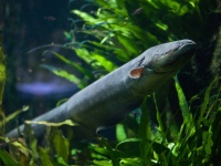 1種類だけじゃなかった。最強の電気を放つ種から最弱の種まで、奥深いデンキウナギの世界。