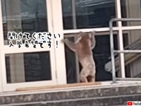 コアラでも通える学校があると聞いて。窓から中を興味深くのぞき込むコアラ