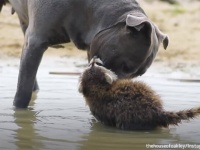 孤児となったアライグマ生きる術を教える。母親代わりとなった犬