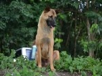 自分を捨てた飼い主を１年間も待ち続けた犬の悲しい最期…